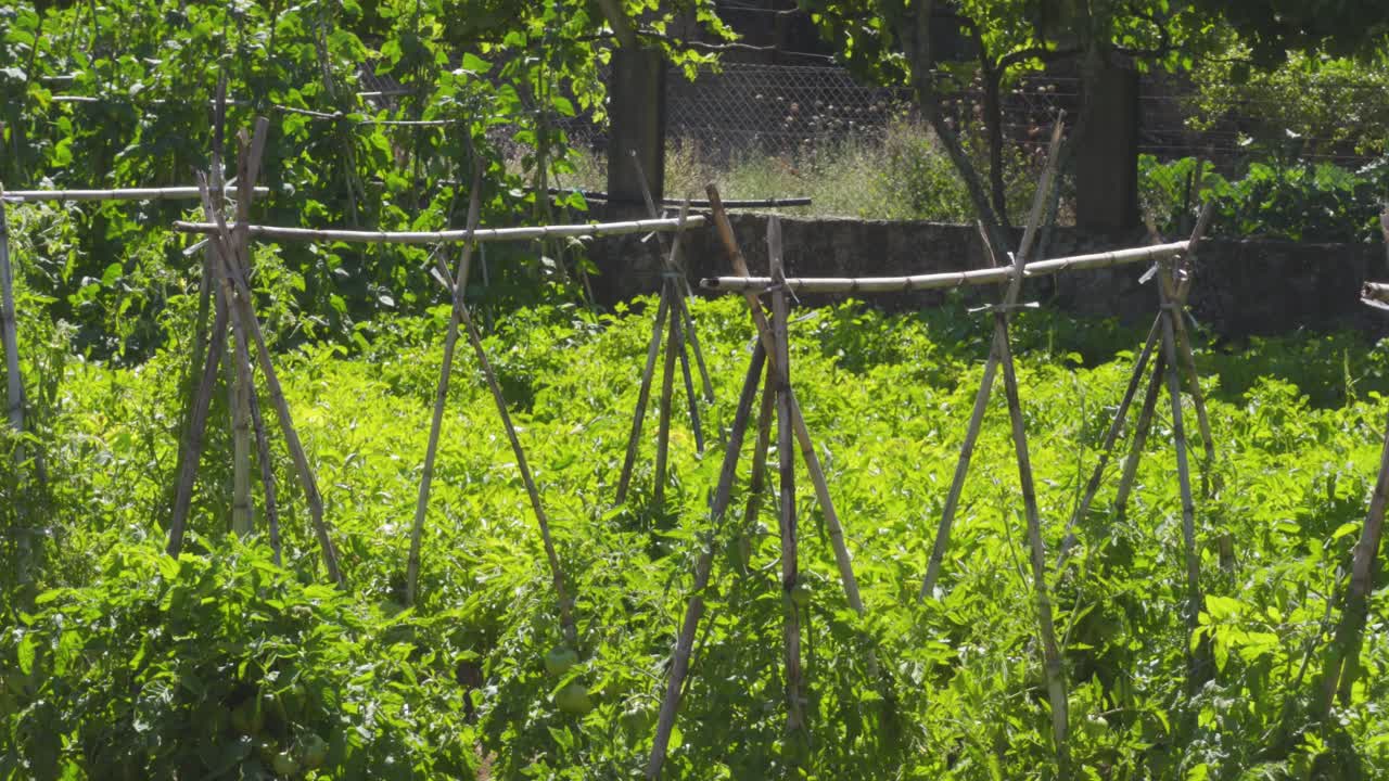 작은 농장에 설익은 녹색 토마토가 있는 몇 줄의 토마토 식물