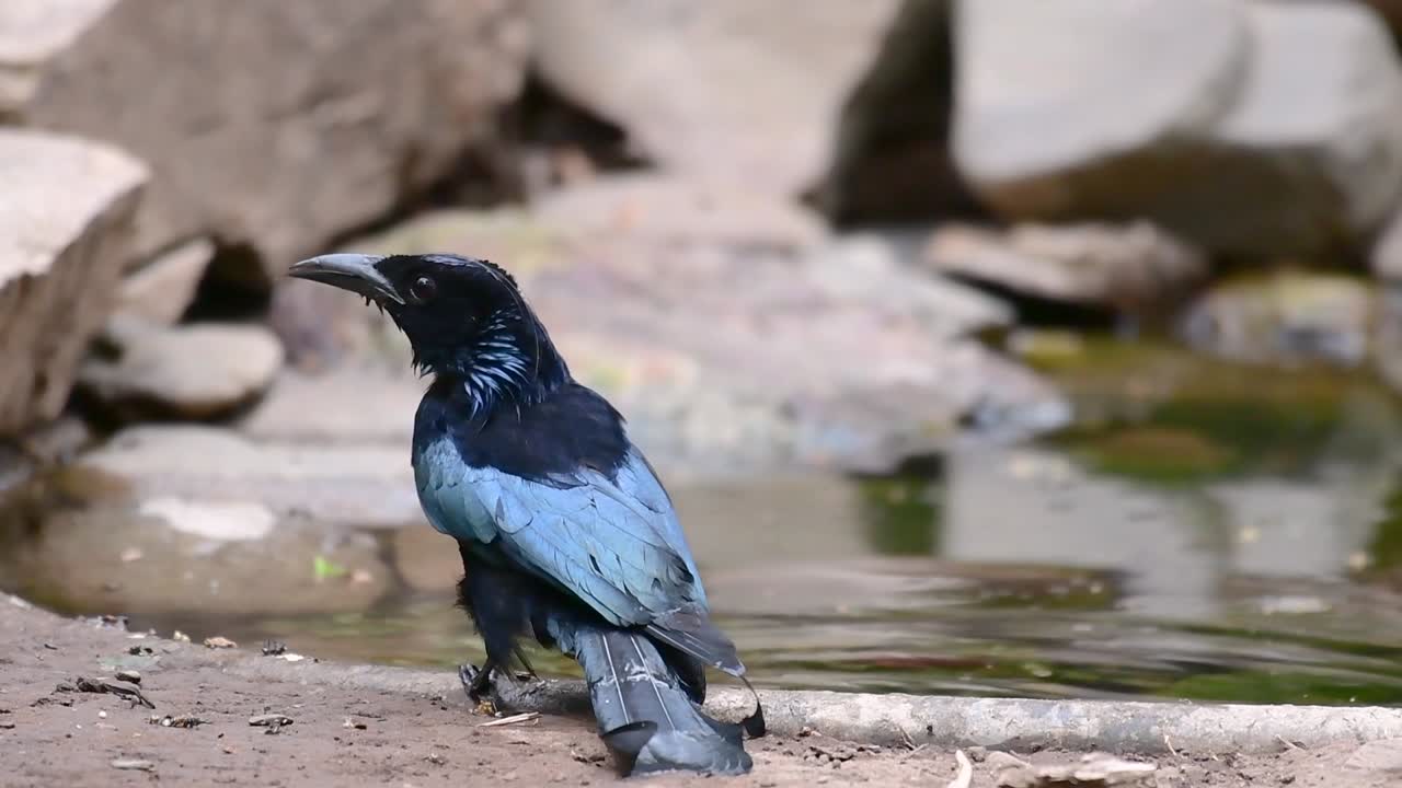 머리깃드롱고 또는 서로 구별하기 까다로울 수 있는 dicrurus bracteatus 또는 스팽글드롱고와 동종인 dicruridae과의 아시아의 새입니다.