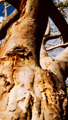 cerca de un tronco de árbol