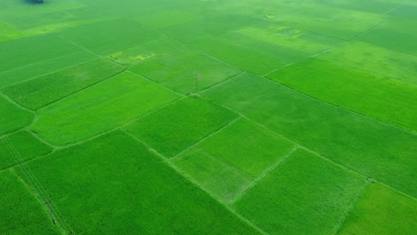 aerial view shot of vast paddy fields