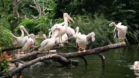 movimiento lento de tres pelícanos blancos nadando en el agua ,