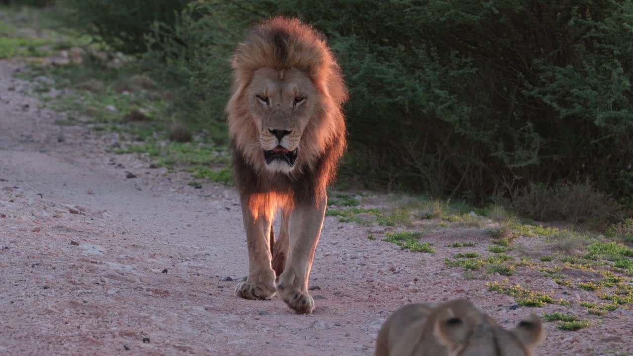 león y leona caminando en la sabana - de cerca