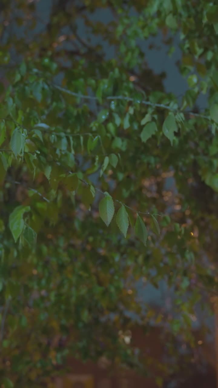 hojas balanceándose con gracia en la suave brisa bajo el cálido resplandor de la luz de la calle al anochecer, rodeadas por un fondo atmosférico borroso con follaje esparcido