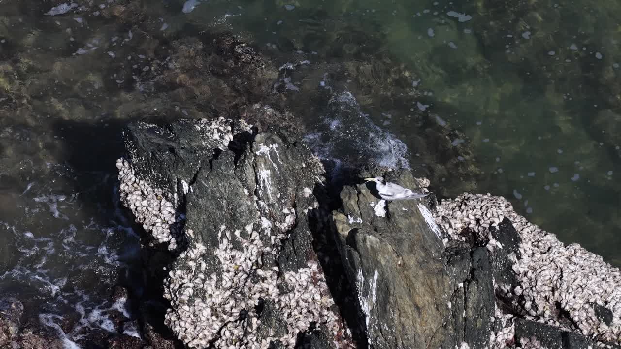 Vista aerea di uccelli marini che riposano su rocce coperte di cirripedi vicino all'oceano a Port Douglas, Queensland. La luce diurna intensa esalta il paesaggio costiero