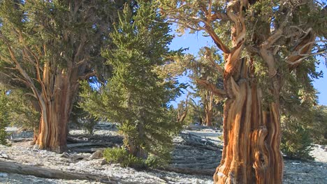 ancient bristlecone pine trees growing in the white mountains of california 1