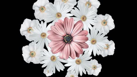 animación de margaritas blancas realistas moviéndose con una gran flor rosa en el centro. fondo negro.