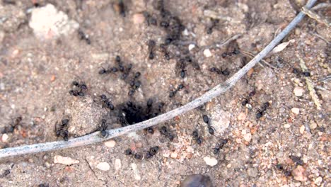 ant hole in the dirt