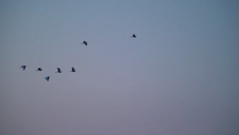 Vogelschwarm-Fliegt-In-Zeitlupe-In-Lila-Blauen-Himmel,-Vögel-Fliegen-Abends,-Indien