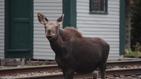 young moose walking toward camera slow motion