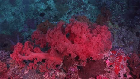 a la deriva sobre corales blandos rosados en zonas tropicales profundas