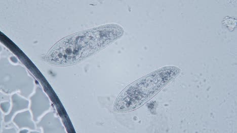 paramecium 大幅放大器官内部运动明亮场显微镜视图