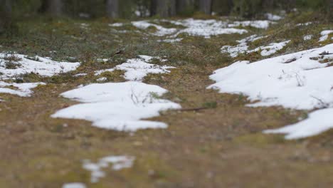 the latter will snow in the woods on the old road