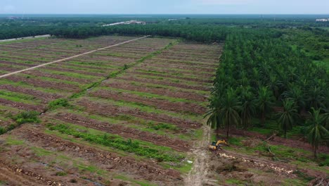 aerial view capturing large hectares of land removed for monoculture oil palm tree plantations, sabrang estate sime darby next to sugai dingding river, global supply, teluk intan, malaysia