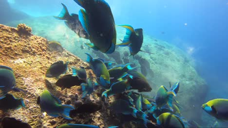 school of colourful parrot fish feed on coral rock reef together in beautiful sunshine