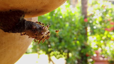 Primer-Plano-De-La-Colmena-De-Abejas-Jatai,-Macro