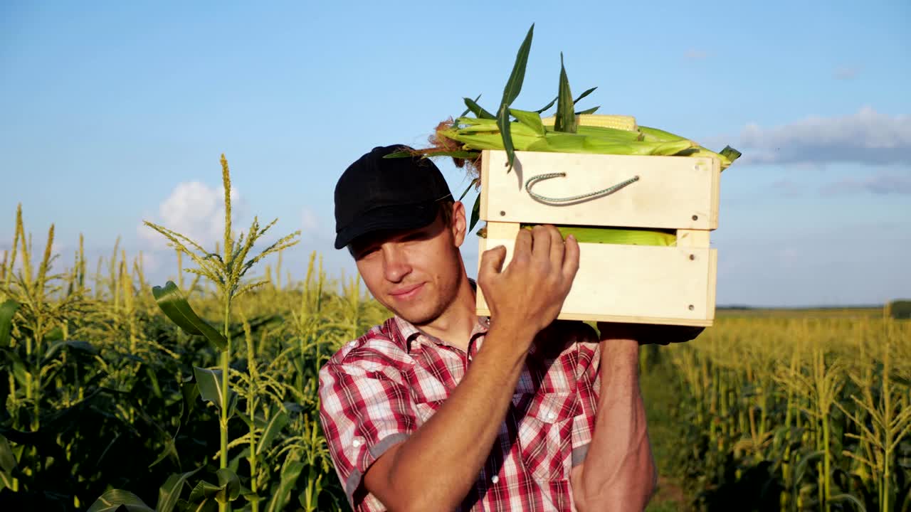 옥수수 가득 찬 나무 상자 를 들고  에 가는 농부