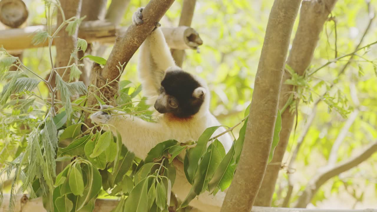 lémur comiendo hojas en el árbol