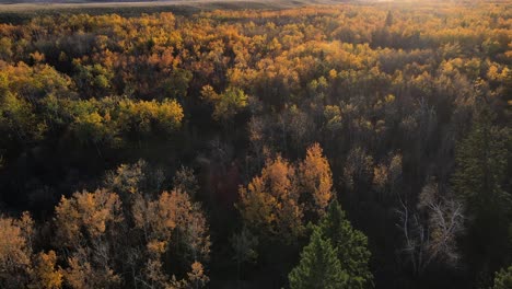 Drone-flying-towards-an-autumnal-forest-with-many-autumnal-colors-at-sunset