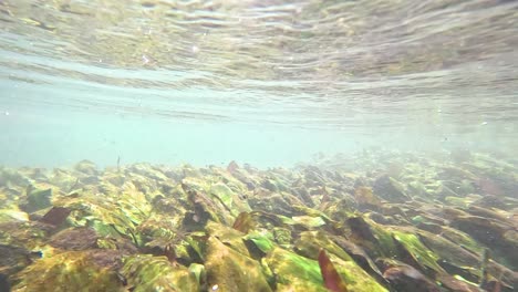 lecho de río submarino con plantas acuáticas