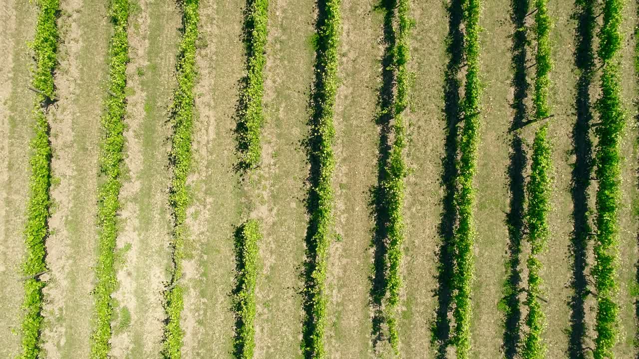 viñedos región vinícola campo de viñedos uvas vid en una plantación vista aérea
