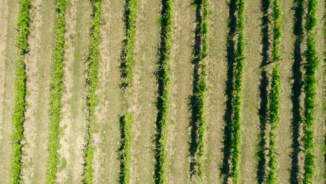 Vineyards-Wine-Region-Field-of-Vineyards-Grapes-Vine-on-a-Plantation-Aerial-View
