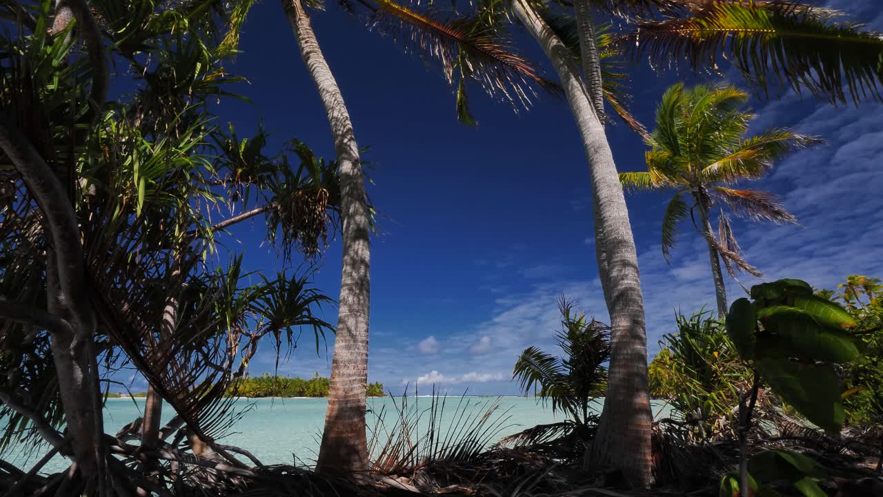palmera de coco y su sombra en la playa tropical más hermosa del atolón de fakarava, polinesia francesa con aguas cristalinas de la laguna azul al fondo