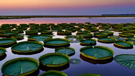 giant water lilies on a serene lake at dusk