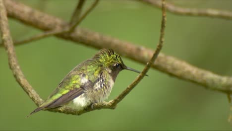 male calliope hummingbird on a branch 02