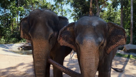 two elephants in a zoo