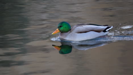 male mallard duck swimming on a river