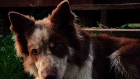 Algunos-Primeros-Planos-Asombrosos-De-Un-Hermoso-Perro-A-La-Luz-Del-Atardecer