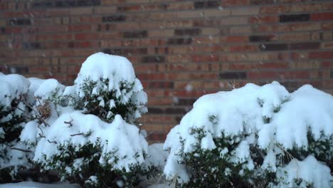 slow falling on bushes in front of house