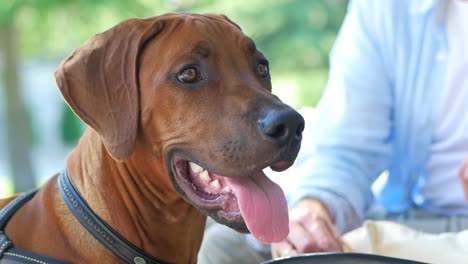 rhodesian ridgeback puppy