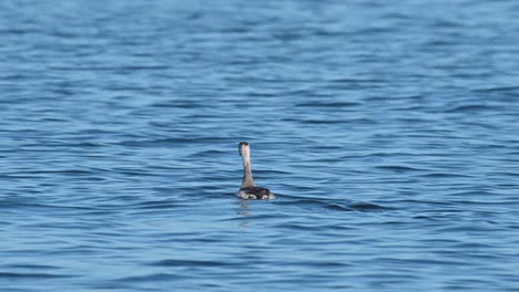 Great-Crested-Grebe-Podiceps-cristatus-seen-on-the-water-from-a-distance-moving-forwards-and-looking-around,-Bueng-Boraphet-Lake,-Nakhon-Sawan,-Thailand