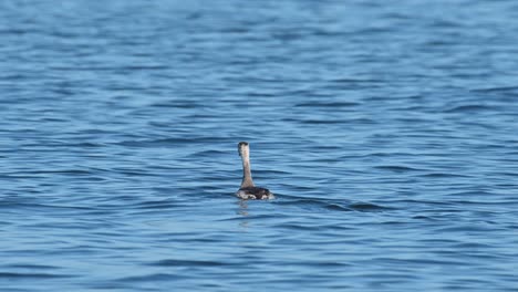somormujo lavanco podiceps cristatus visto en el agua desde una distancia moviéndose hacia adelante y mirando alrededor, lago bueng boraphet, nakhon sawan, tailandia