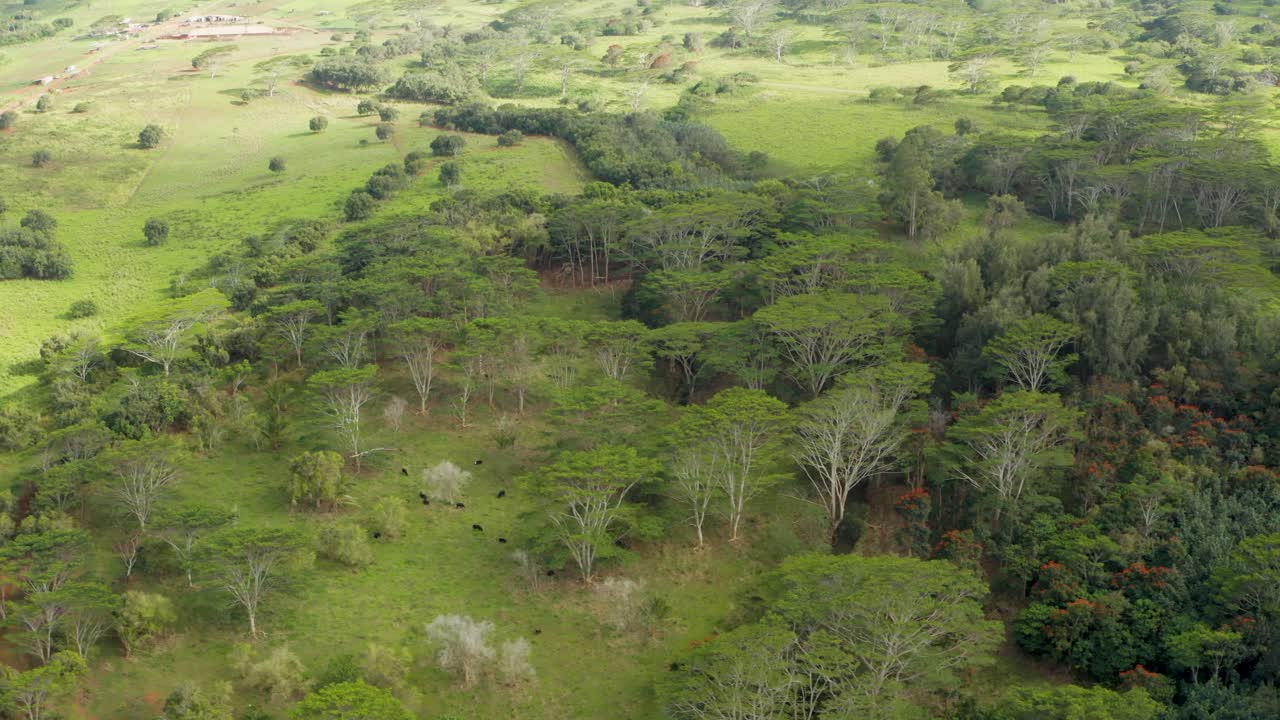 Aerial view of farm landscape and cows under Savannah trees in Kauai Hawaii