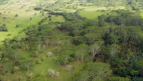 vista aérea del paisaje agrícola y vacas bajo los árboles de sabana en kauai hawaii