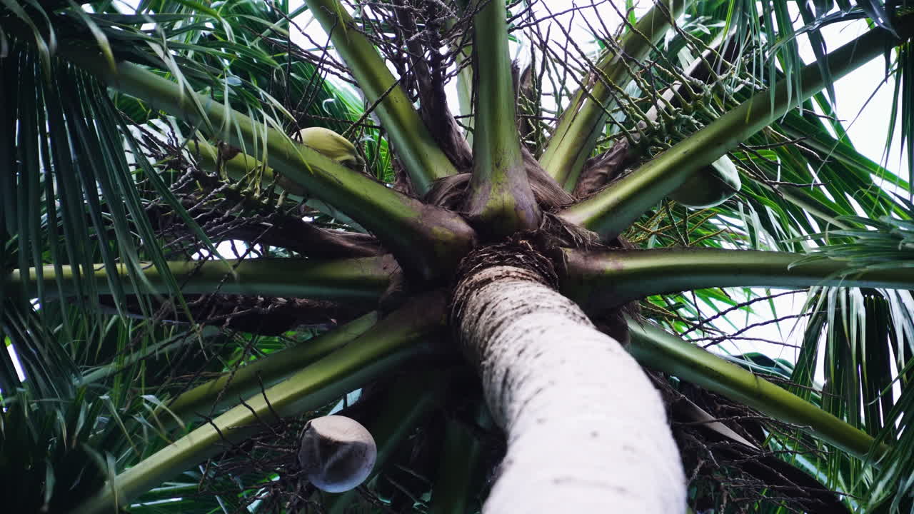 palmera desde abajo moviéndose con el viento