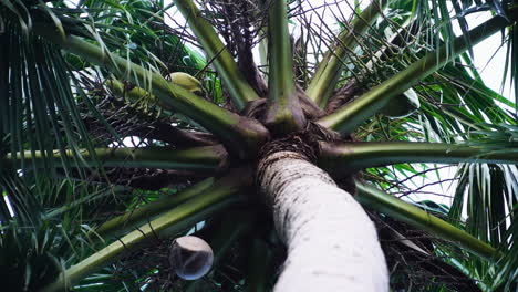 Palme-Von-Unten,-Die-Sich-Im-Wind-Bewegt