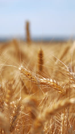 el campo de trigo dorado