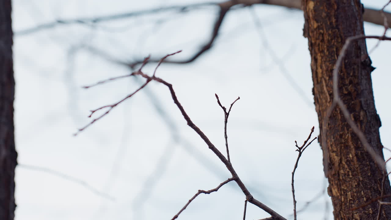 Thin bare branches of autumn tree stretch across soft sky background in quiet park scene, with bark texture and delicate twigs in foreground capturing seasonal stillness and natural atmosphere