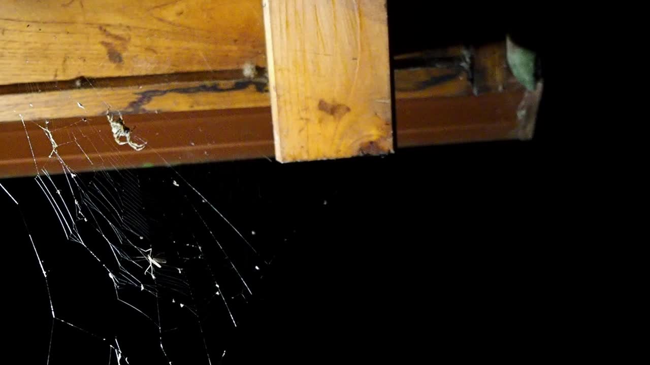 Spider weaving web at night on wooden beam, a fascinating natural scene