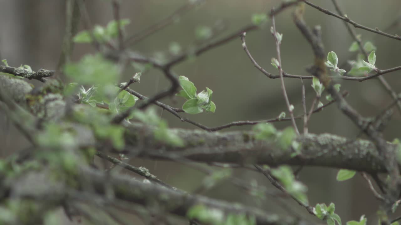 SLOW MOTION: Light rain falling on apple tree branches with freshly sprung leaves in spring