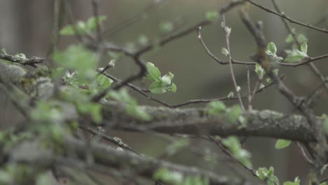 Cámara-Lenta:-Lluvia-Ligera-Cayendo-Sobre-Ramas-De-Manzano-Con-Hojas-Recién-Brotadas-En-Primavera