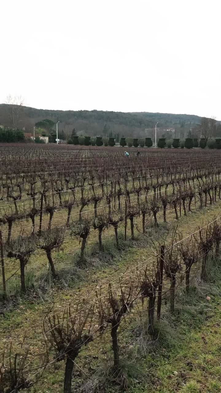 Paesaggio dei vigneti