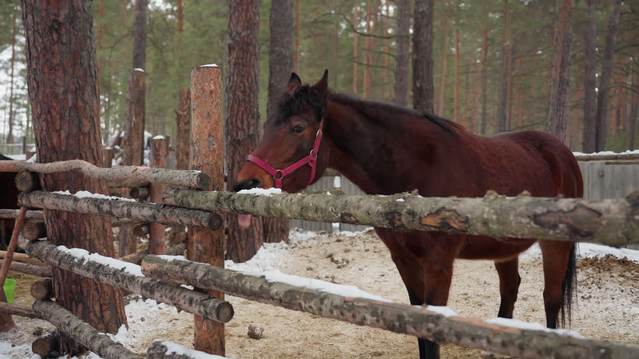 Curiosidad equina rural: yegua castaña inspeccionando suavemente el entorno helado del cercado con las orejas atentas; caballo castaño apacible con cabestro rosa inspeccionando con curiosidad una valla cubierta de nieve cerca de unos pinos.