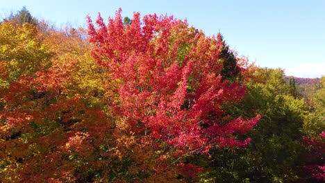 Aerial-drone-footage-of-a-colorful-autumn-foliage-of-orange,-red,-and-yellow-trees-under-sunlight-in-Montreal,-Canada