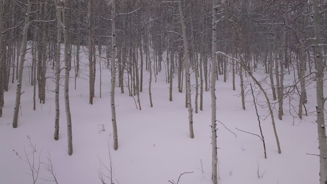 снежная буря холодный порошок зима аспенский лес снежная масса округа питкин пустыня облачный серый воздушный дрон скалистые горы колорадо базальт карбондейл соприс коричневый колоколы эшкрофт медленно вперед движение