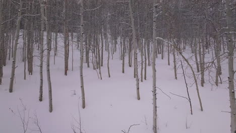 Snowy-blizzard-cold-powder-winter-Aspen-forest-Snowmass-Pitkin-county-wilderness-cloudy-gray-aerial-drone-Rocky-Mountains-Colorado-Basalt-Carbondale-Sopris-Maroon-Bells-Ashcroft-slowly-forward-motion