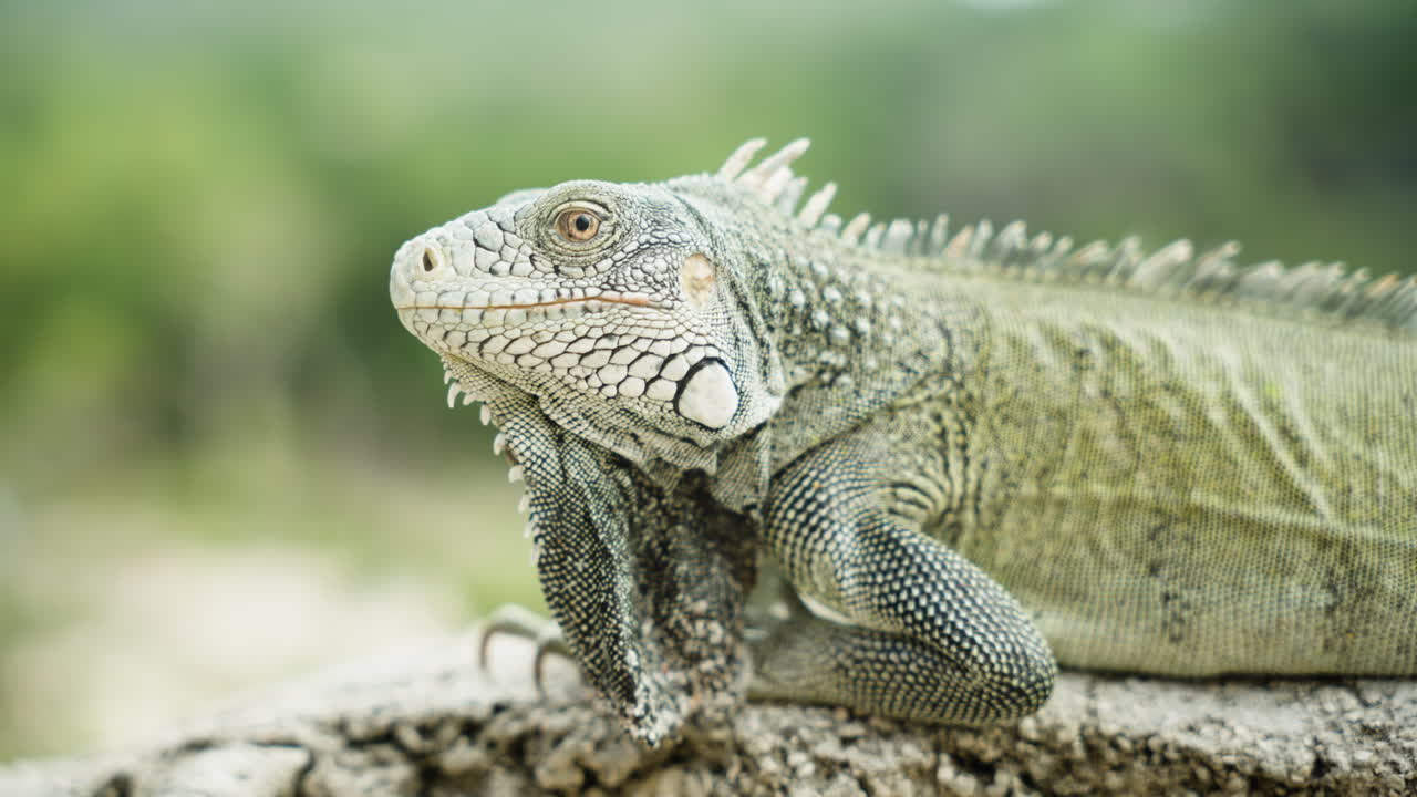 Close look at a Curacao iguana, emerald tones and rugged features sharp in natural light